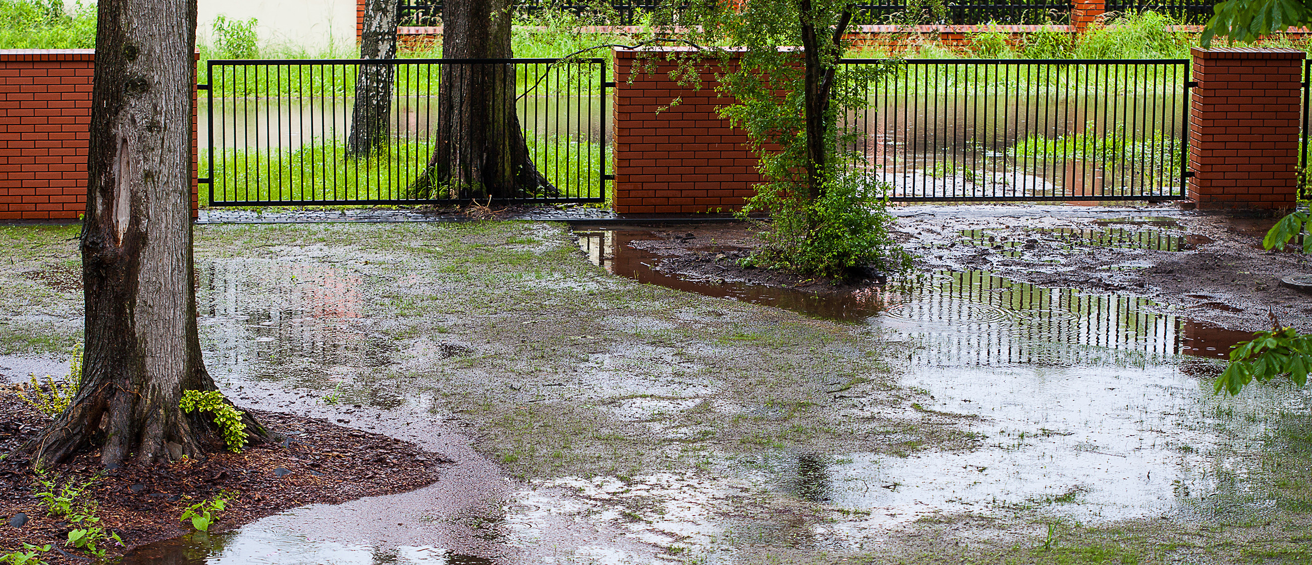wet-grass-web.jpg