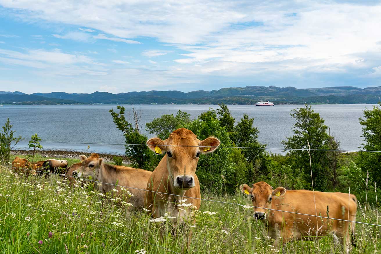 Dyreliv i Aaremsanden