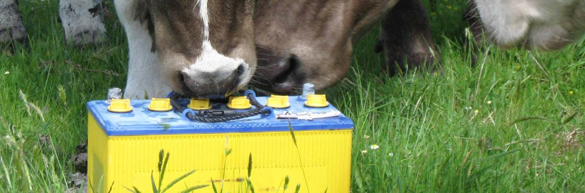kuer som snuser på batteri
