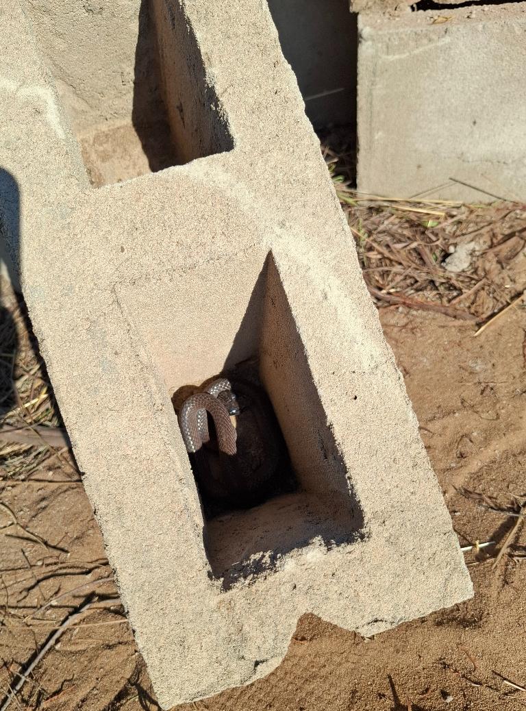 Bibron’s Stiletto Snake (Atractaspis bibronii)