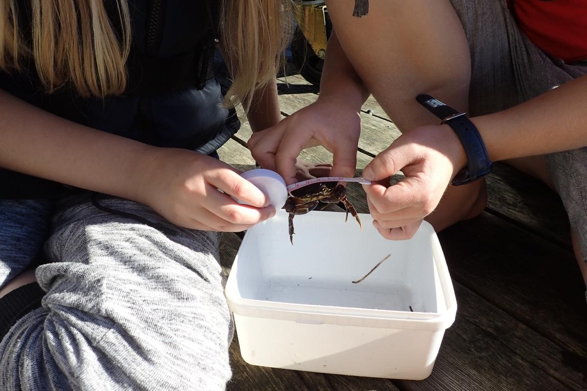 Rett størrelse barn med krabbe, Friluftsrådet SØR.jpg