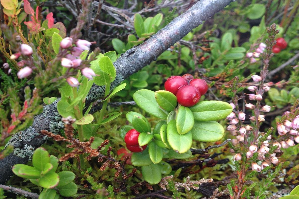 Stillstand for friluftslivet - headerbilde