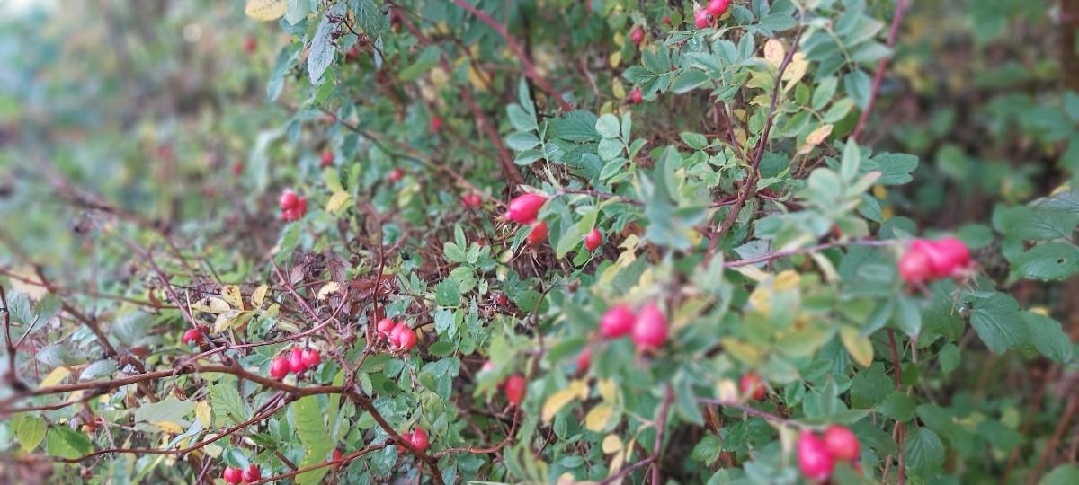 Læring i naturens rytme - headerbilde