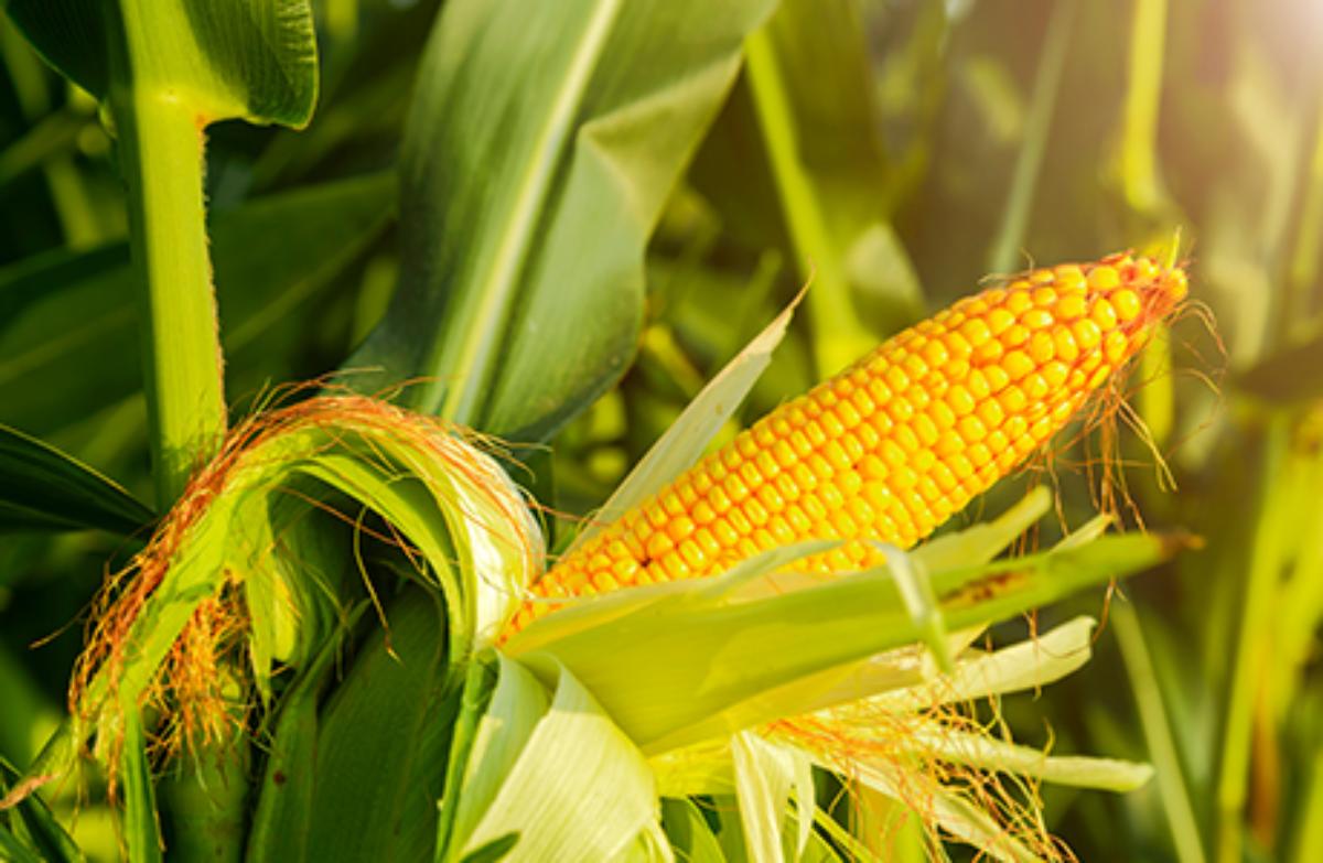 Wheat starch & protein