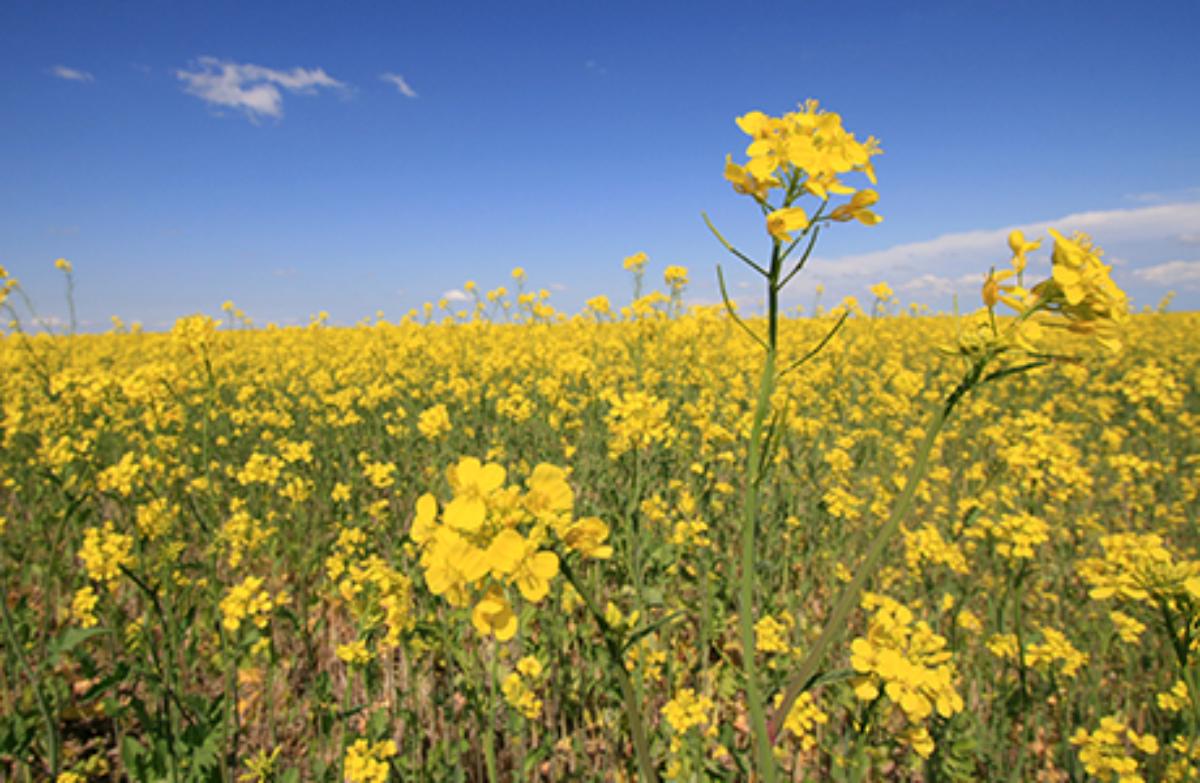 Rapseed oil