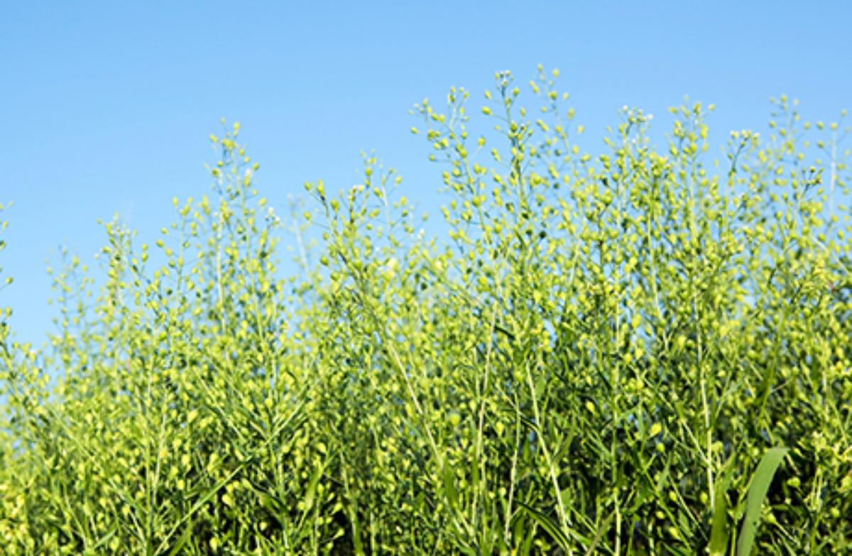 Camelina Oil