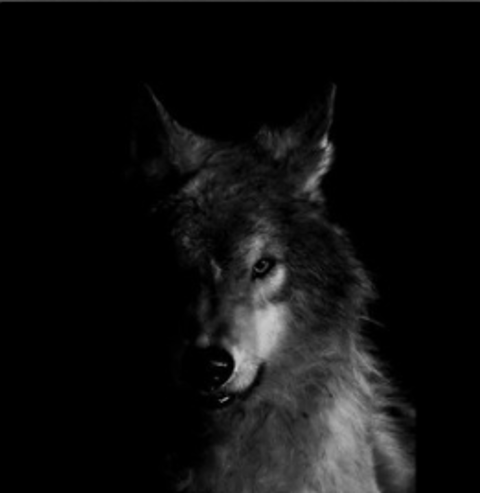 Når Ulven Kommer (1).png